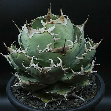 Agave titanota 黒羽毛 子株 No.1 (Lize血統)
