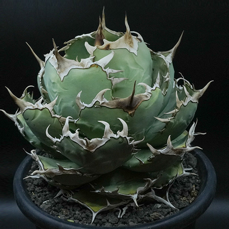Agave titanota 黒羽毛 子株 No.1 (Lize血統)
