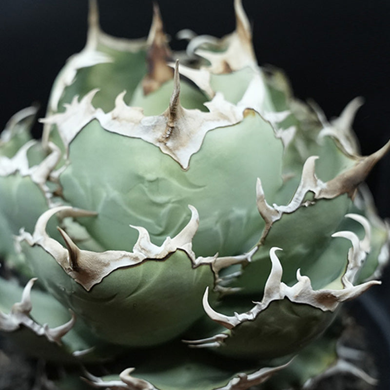Agave titanota 黒羽毛 子株 No.1 (Lize血統)