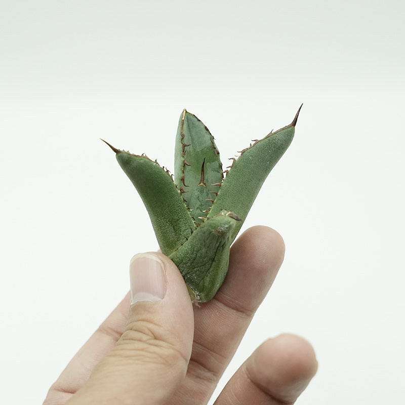 Agave titanota 黒羽毛 子株 No.1 (Lize血統)