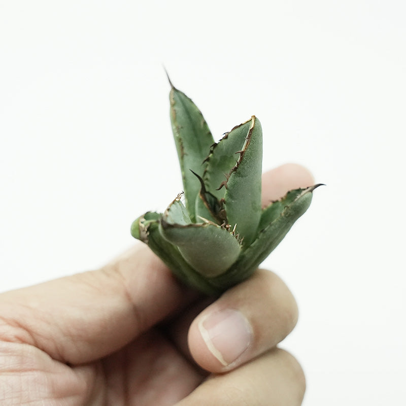 Agave titanota 黒羽毛 子株 No.1 (Lize血統)