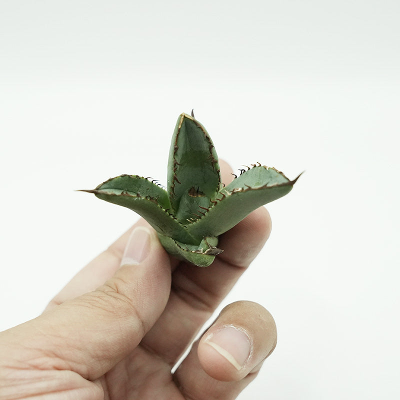 Agave titanota 黒羽毛 子株 No.1 (Lize血統)