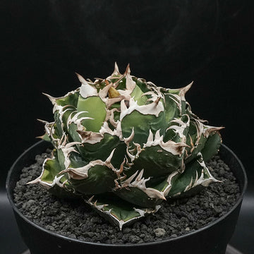 Agave titanota 皇冠 子株 No.1 (Lize血統)