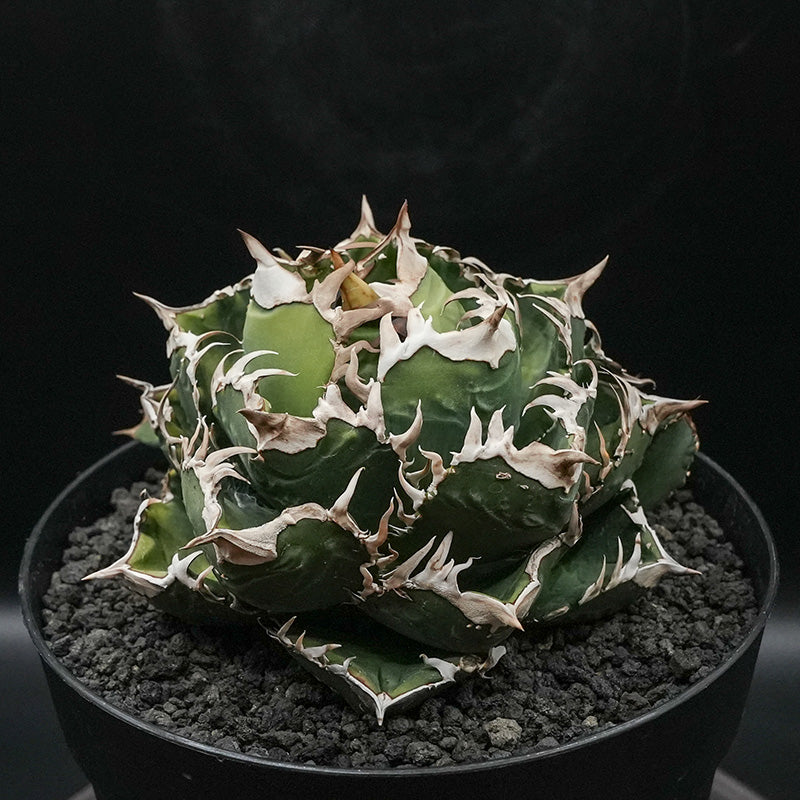 Agave titanota 皇冠 子株 No.1 (Lize血統)
