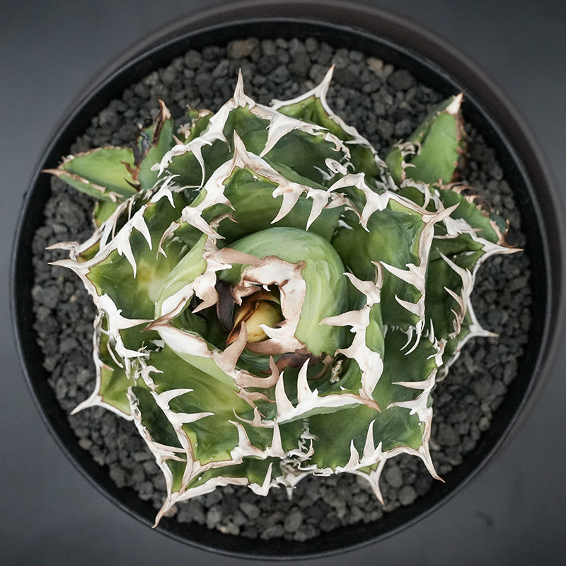 Agave titanota 皇冠 子株 No.2 (Lize血統)