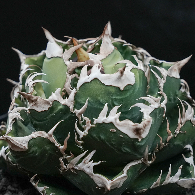 Agave titanota 皇冠 子株 No.1 (Lize血統)