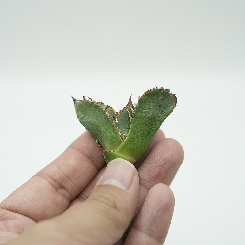 Agave titanota 皇冠 子株 No.1 (Lize血統)