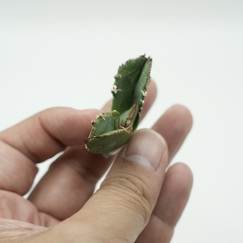 Agave titanota 皇冠 子株 No.1 (Lize血統)
