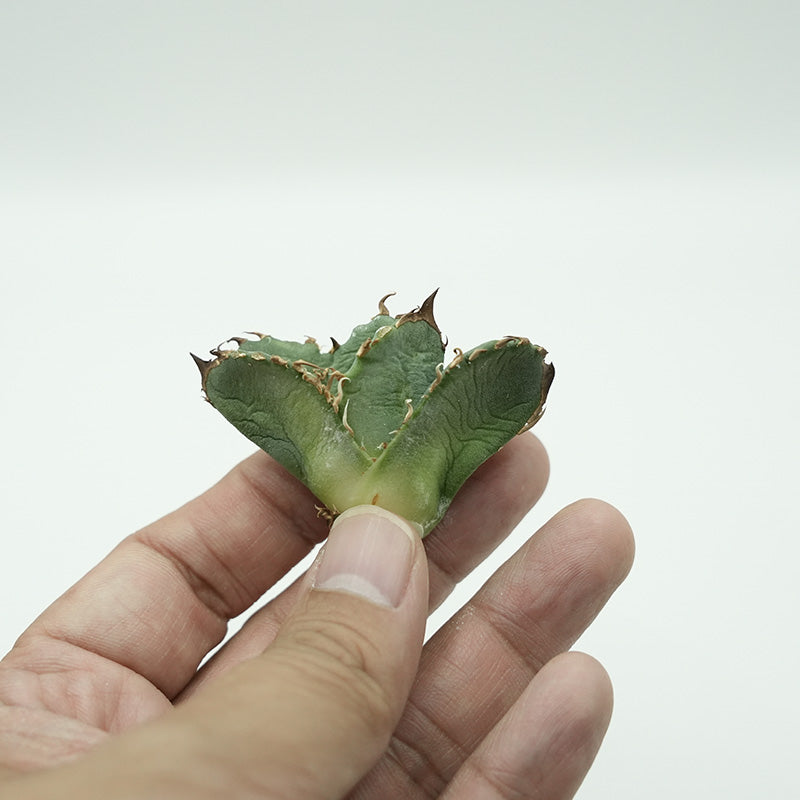Agave titanota 皇冠 子株 No.2 (Lize血統)