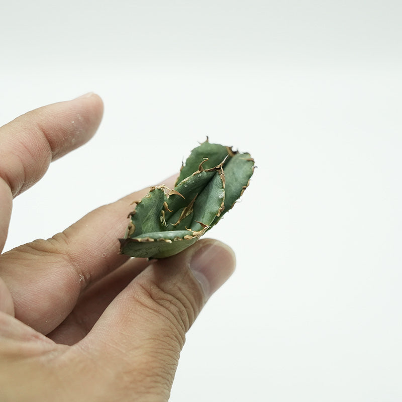 Agave titanota 皇冠 子株 No.2 (Lize血統)