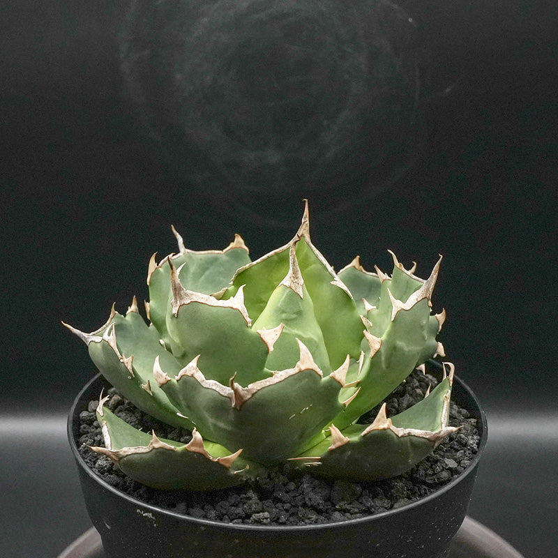 Agave titanota 皇帝 子株 No.1 (Lize血統)