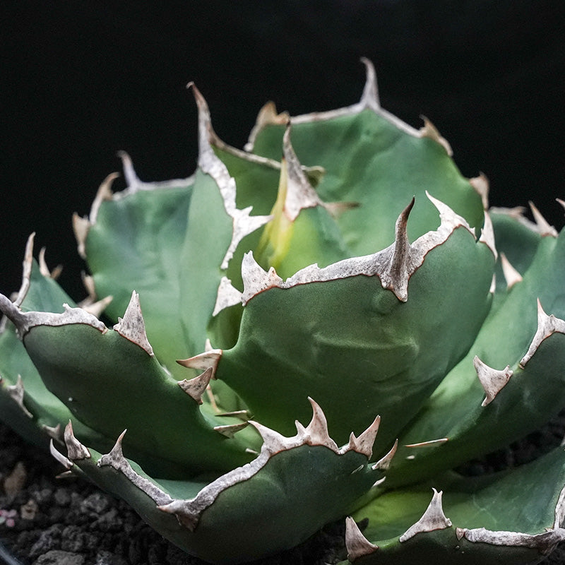 Agave titanota 皇帝 子株 No.1 (Lize血統)