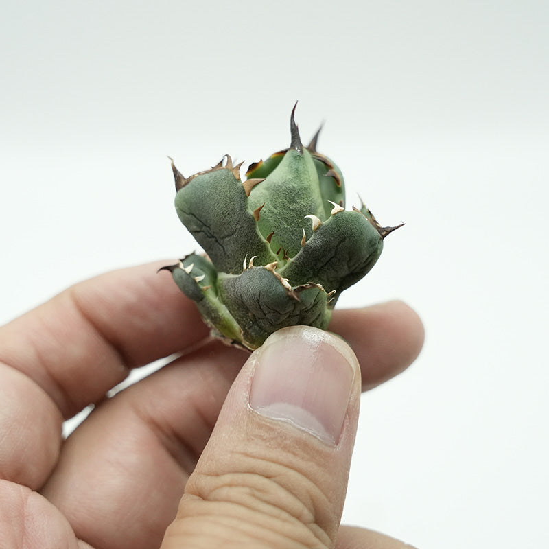 Agave titanota 皇帝 子株 No.1 (Lize血統)