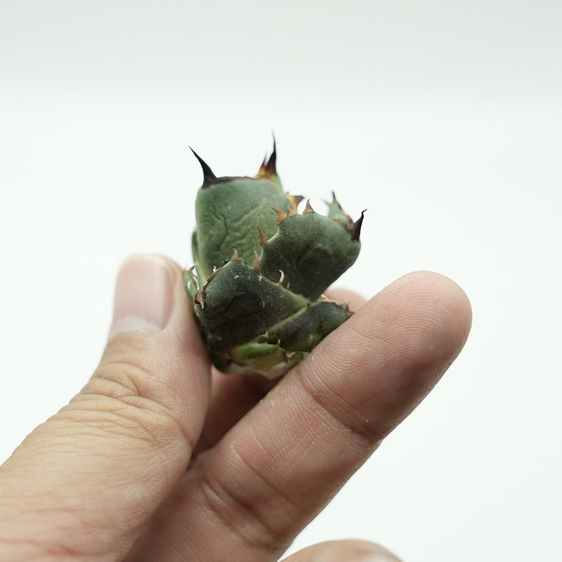 Agave titanota 皇帝 子株 No.1 (Lize血統)