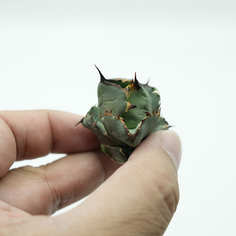Agave titanota 皇帝 子株 No.1 (Lize血統)