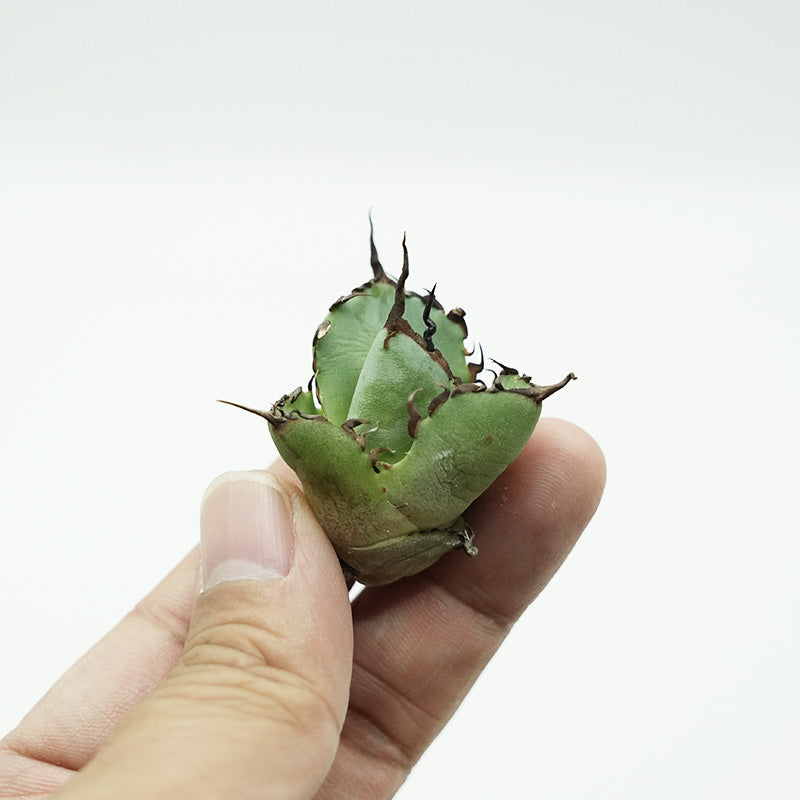 Agave titanota 恐竜牙歯 ハデス 子株 No.1 (Lize血統)