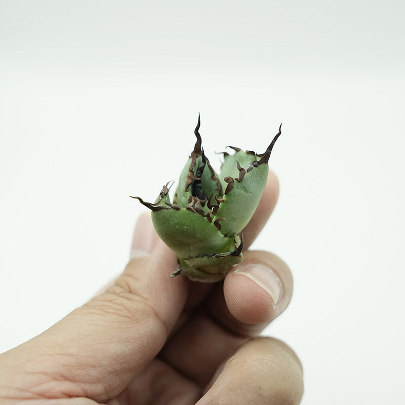 Agave titanota 恐竜牙歯 ハデス 子株 No.1 (Lize血統)