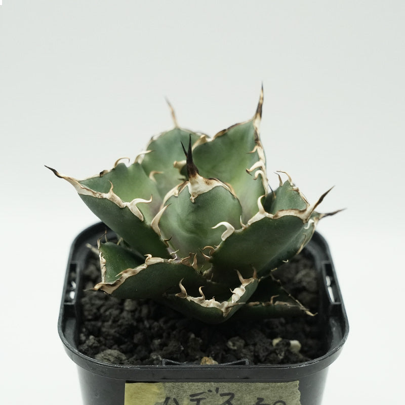 Agave titanota 恐竜牙歯 ハデス 子株 No.2 (Lize血統)