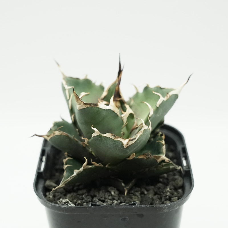 Agave titanota 恐竜牙歯 ハデス 子株 No.2 (Lize血統)