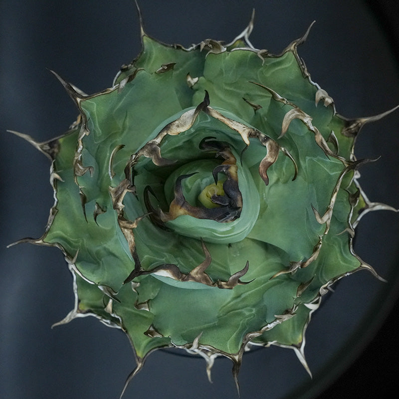 Agave titanota 恐竜牙歯 ハデス 子株 No.2 (Lize血統)
