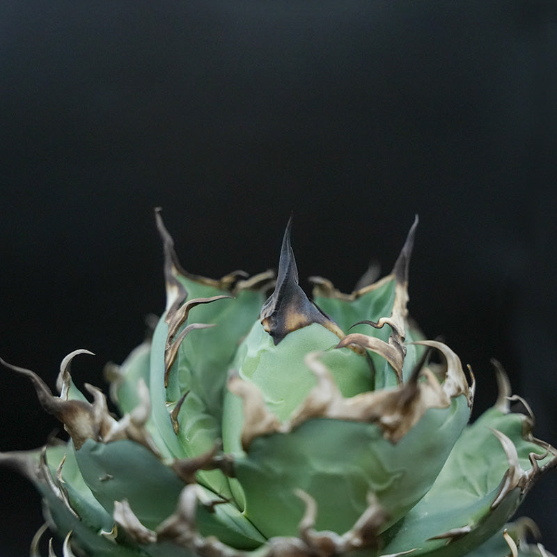 Agave titanota 恐竜牙歯 ハデス 子株 No.2 (Lize血統)
