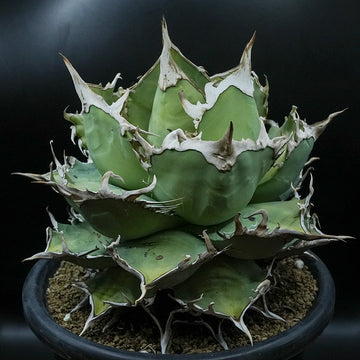 Agave titanota 海星 子株 No.1 (Lize血統)