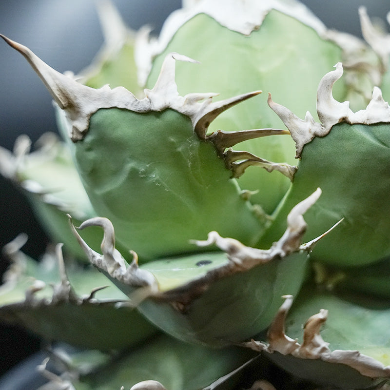 Agave titanota 海星 子株 No.1 (Lize血統)