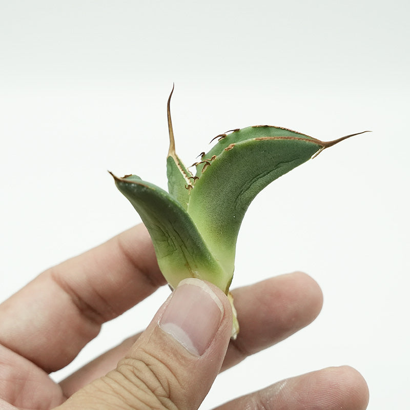 Agave titanota 海星 子株 No.1 (Lize血統)