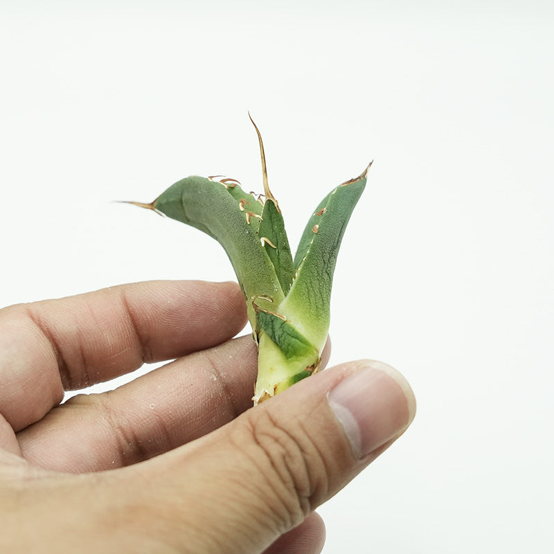 Agave titanota 海星 子株 No.1 (Lize血統)