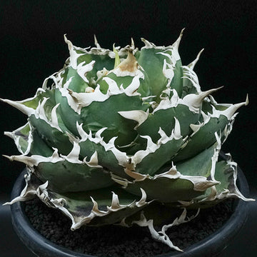 Agave titanota 金鯨 子株 No.1 (Lize血統)