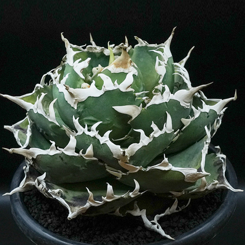 Agave titanota 金鯨 子株 No.1 (Lize血統)
