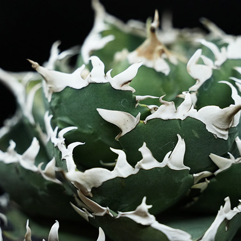Agave titanota 金鯨 子株 No.1 (Lize血統)