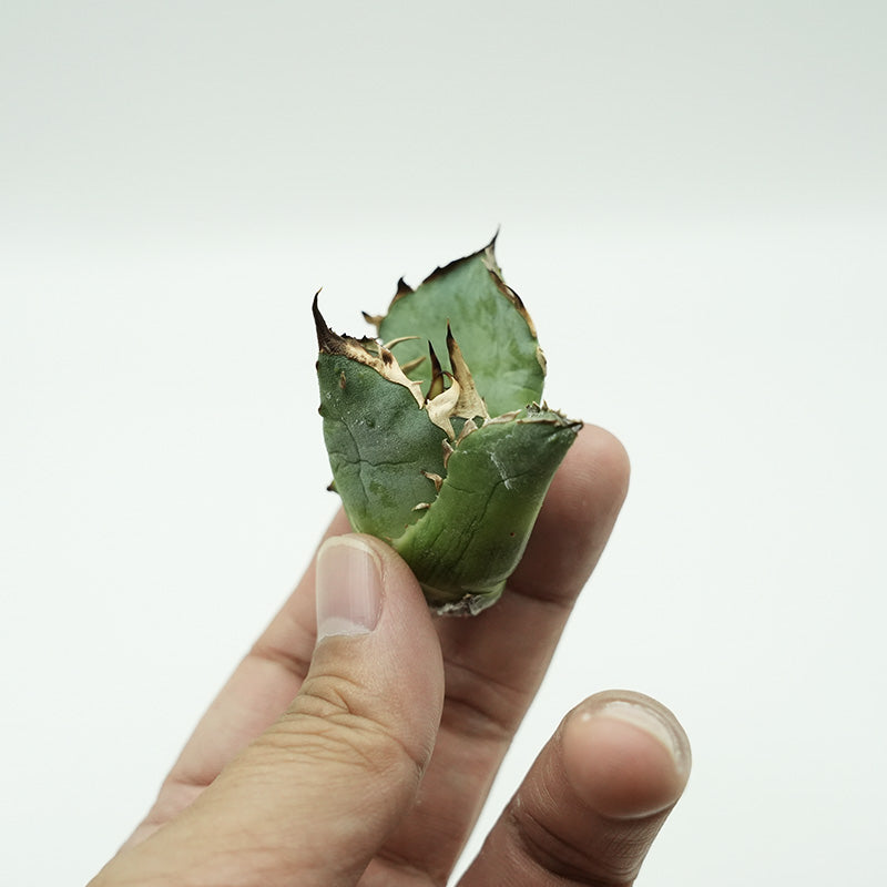 Agave titanota 金鯨 子株 No.1 (Lize血統)