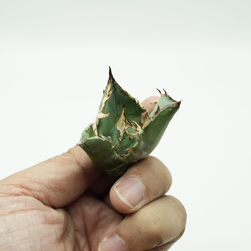 Agave titanota 金鯨 子株 No.1 (Lize血統)