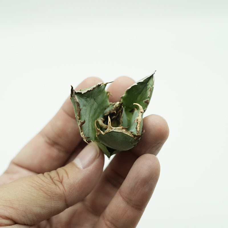 Agave titanota 金鯨 子株 No.1 (Lize血統)