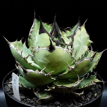 Agave titanota 黒鯊 子株 No.1 (Lize血統)