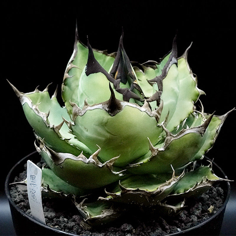 Agave titanota 黒鯊 子株 No.1 (Lize血統)