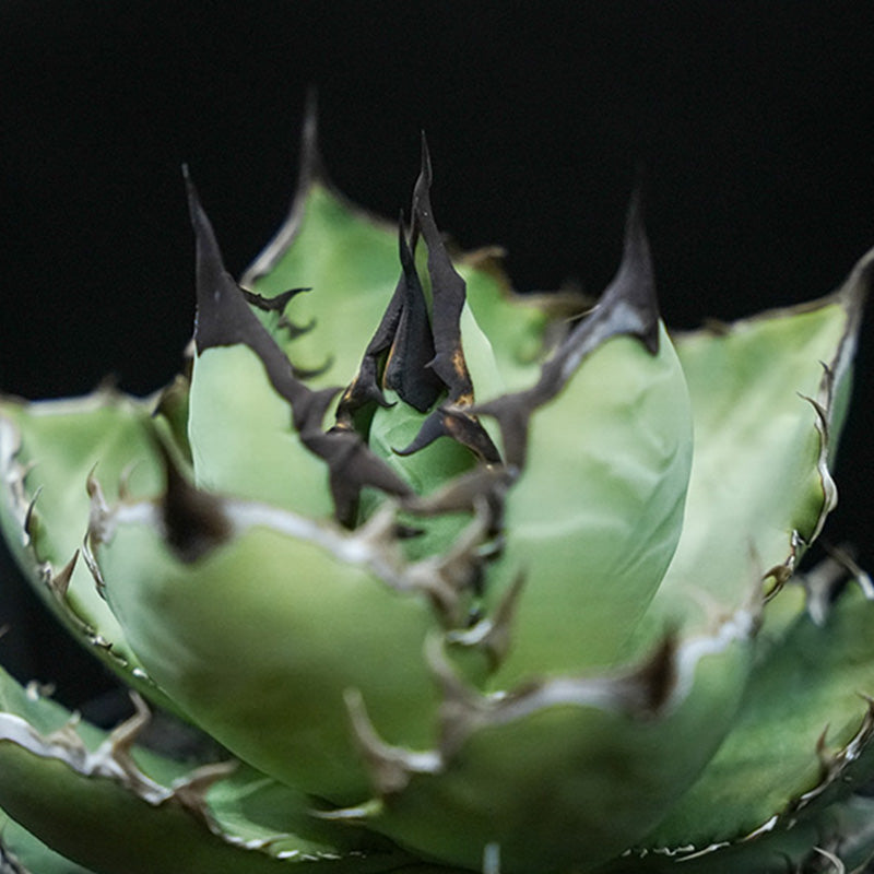 Agave titanota 黒鯊 子株 No.1 (Lize血統)