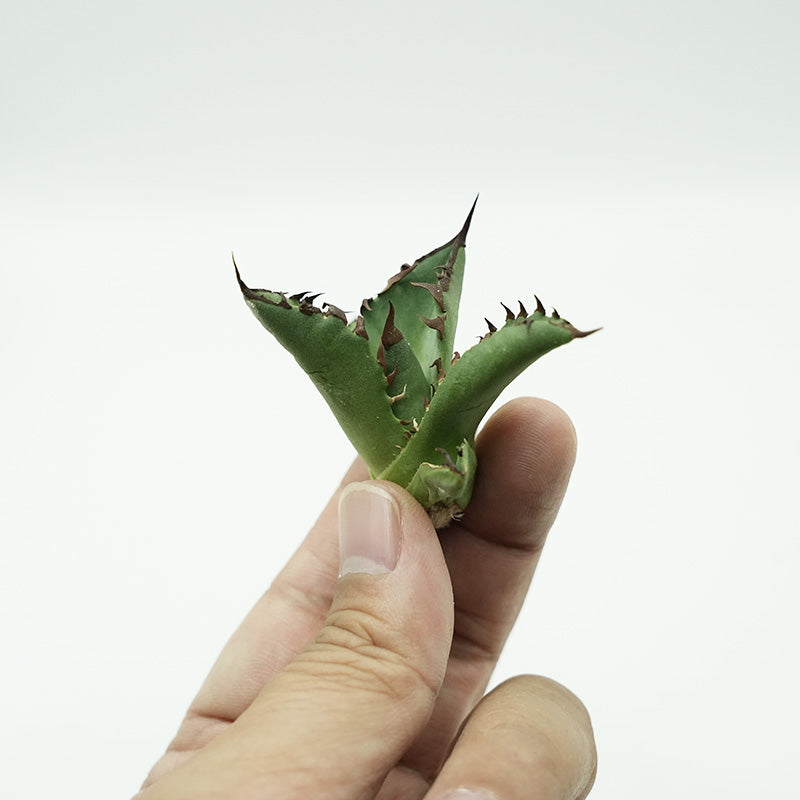 Agave titanota 黒鯊 子株 No.1 (Lize血統)