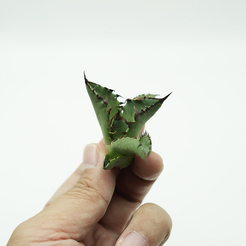 Agave titanota 黒鯊 子株 No.1 (Lize血統)