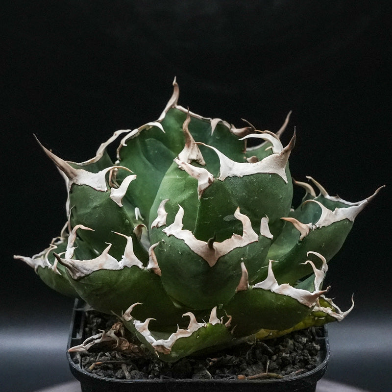 Agave titanota 鬼爪 子株 No.1 (Lize血統)