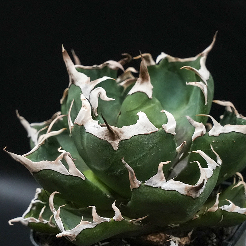 Agave titanota 鬼爪 子株 No.1 (Lize血統)