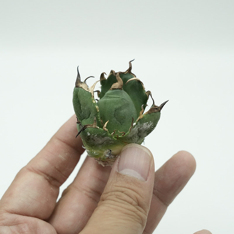 Agave titanota 鬼爪 子株 No.1 (Lize血統)
