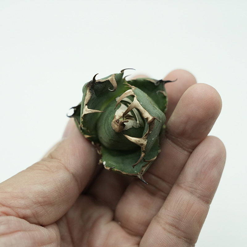 Agave titanota 鬼爪 子株 No.1 (Lize血統)