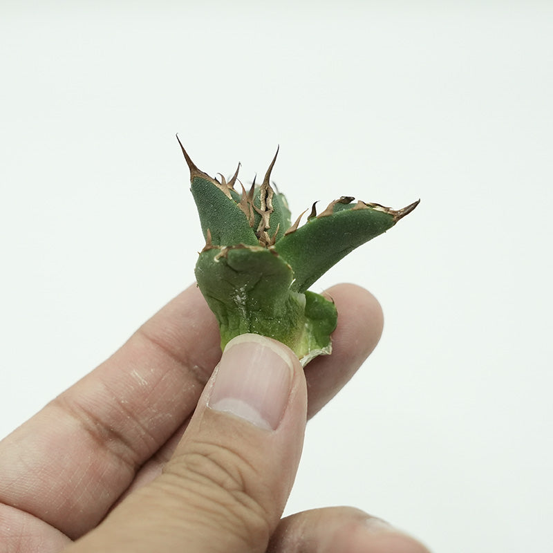Agave titanota 鬼爪 子株 No.2 (Lize血統)