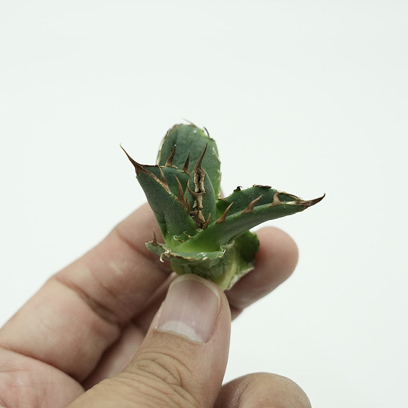 Agave titanota 鬼爪 子株 No.2 (Lize血統)