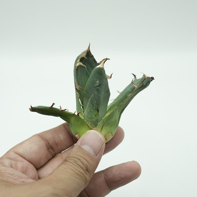 Agave titanota 鬼爪 子株 No.3 (Lize血統)