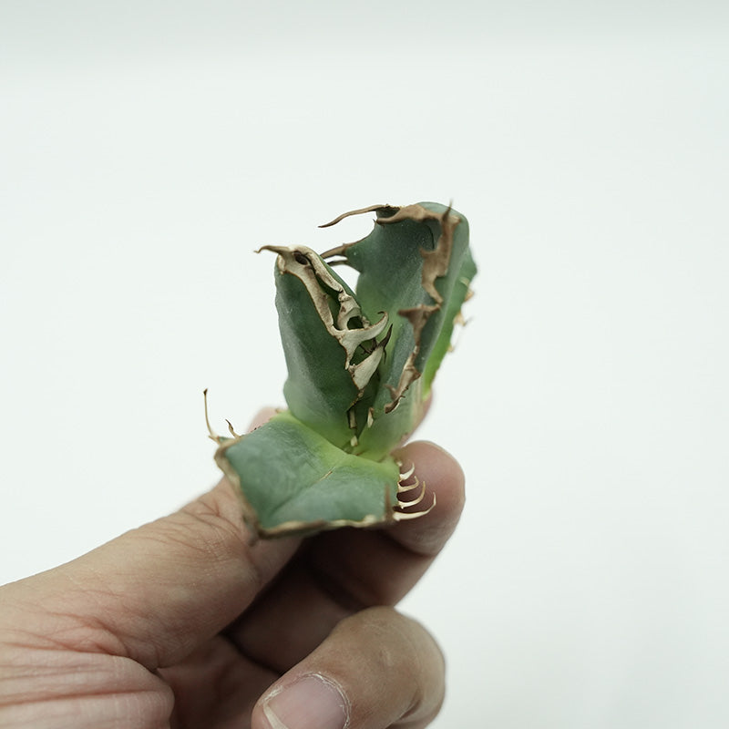 Agave titanota 鬼爪 子株 No.3 (Lize血統)