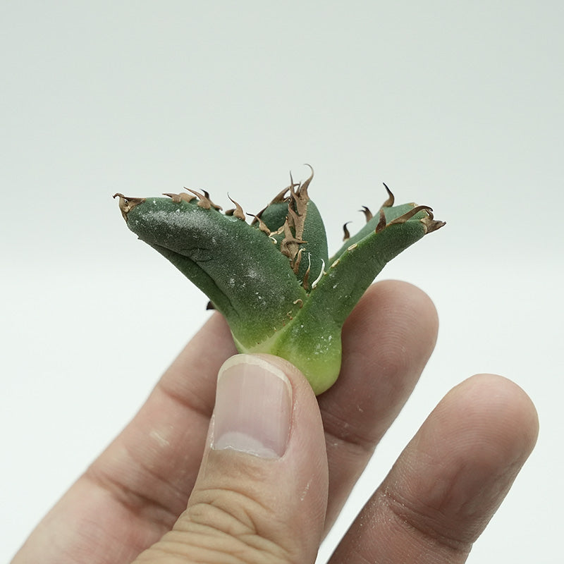 Agave titanota 鬼爪 子株 No.4 (Lize血統)