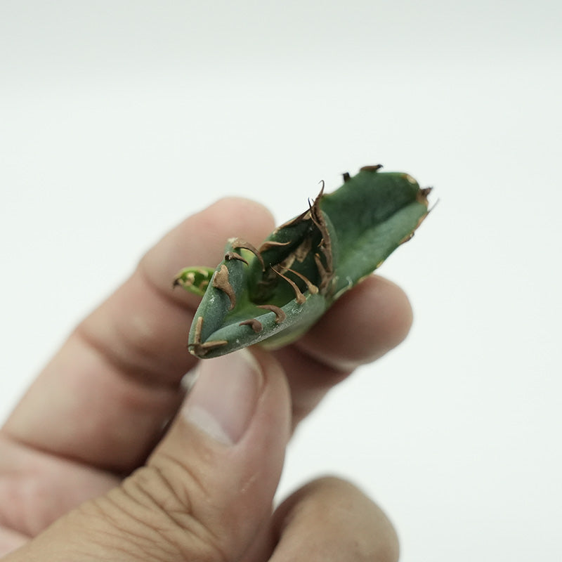 Agave titanota 鬼爪 子株 No.4 (Lize血統)